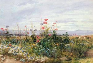 Wildblumen mit Blick auf Dublin Dunleary